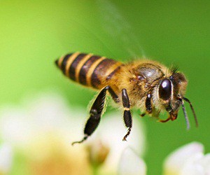 Изображение методики ЛК «Возрождение»: пчелы и пиявки помогут избавиться от курения